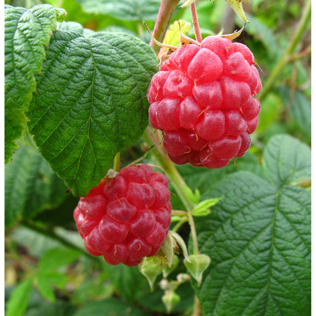 Himbeere Schönemann