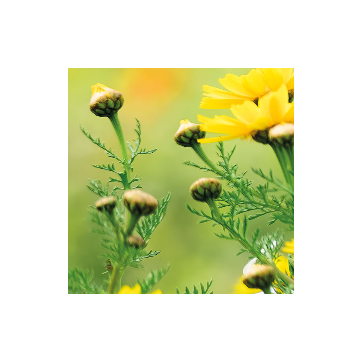 Komar  Vlies Fototapete Wiesenzauber II 450x280 cm Bild 7