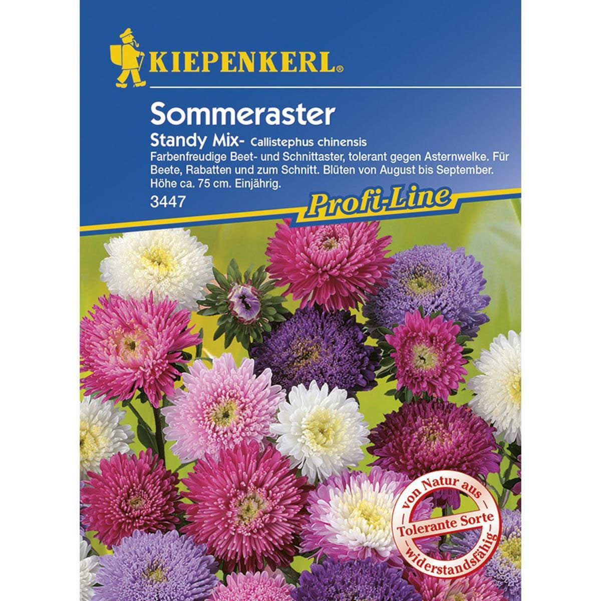 Kiepenkerl Sommeraster Standy Mix Profi-Line Bild 1