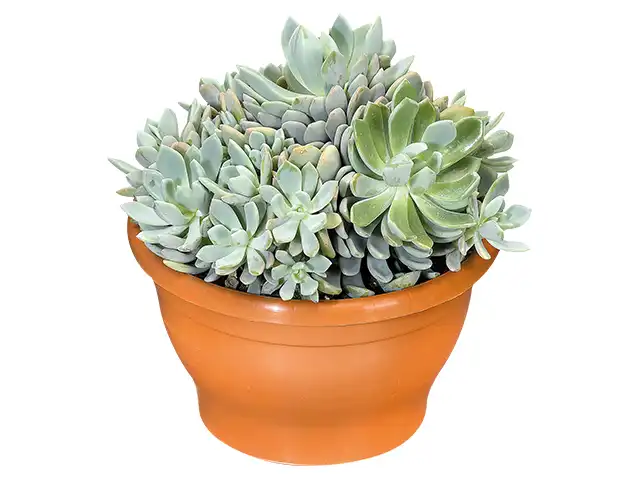 Eine grüne Sukkulente wächst in einem runden, terrakottafarbenen Blumentopf.