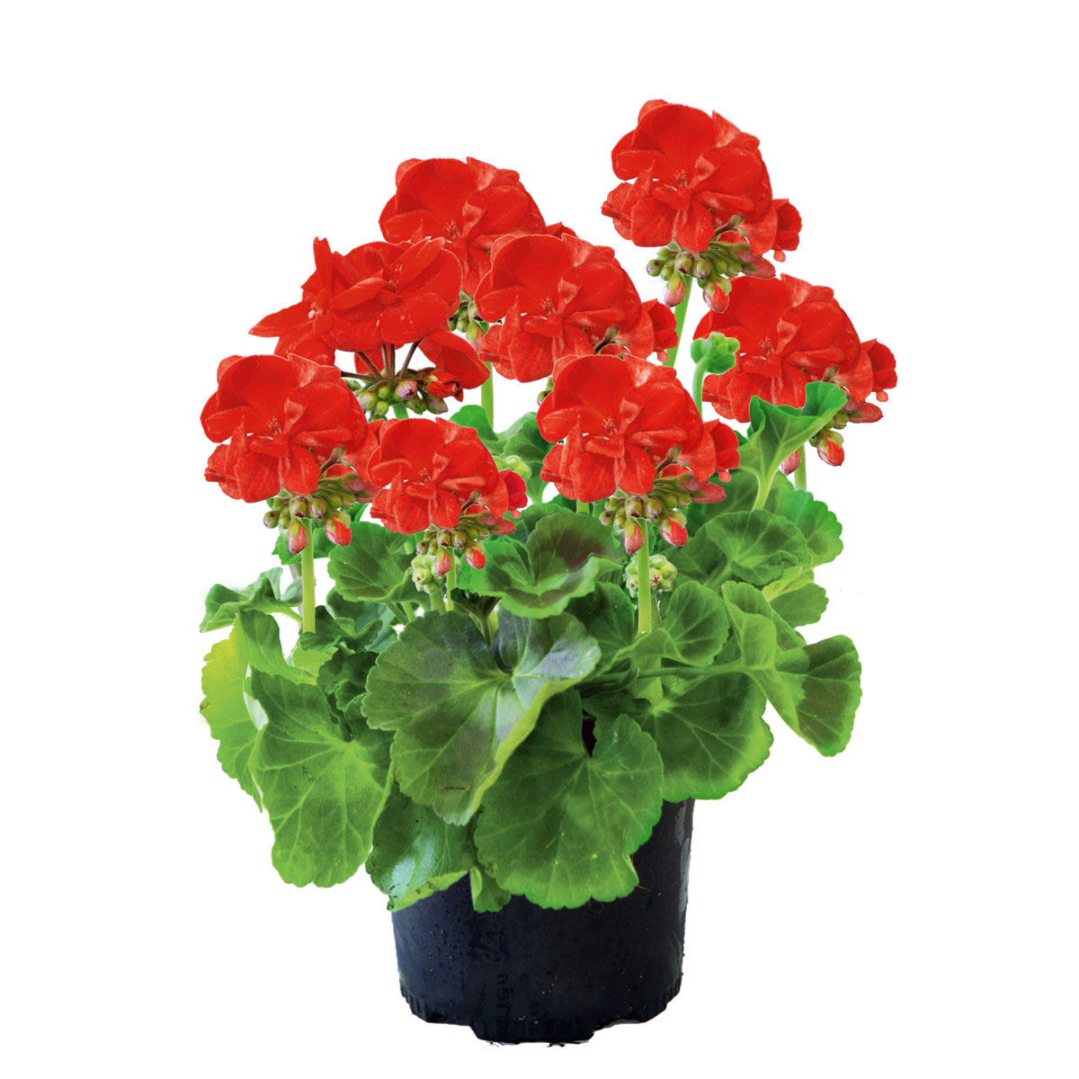 Plantiflor  Geranie stehend im Topf Durchmesser 10,5 cm Bild 1