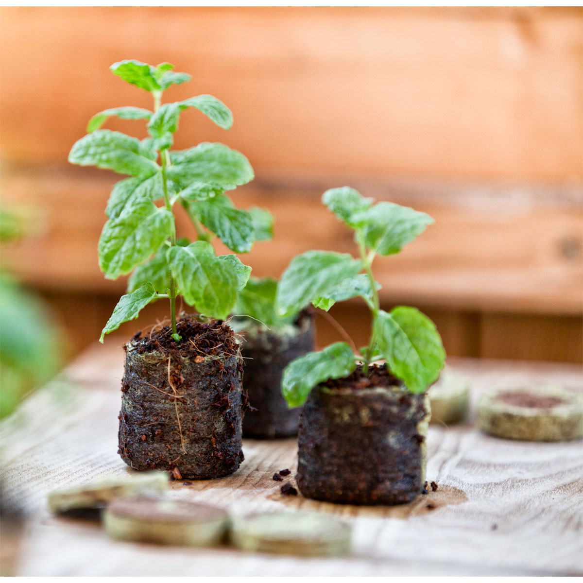 Windhager  Anzucht-Quelltabs 3,5x3,5x0,6 cm 20 Stück