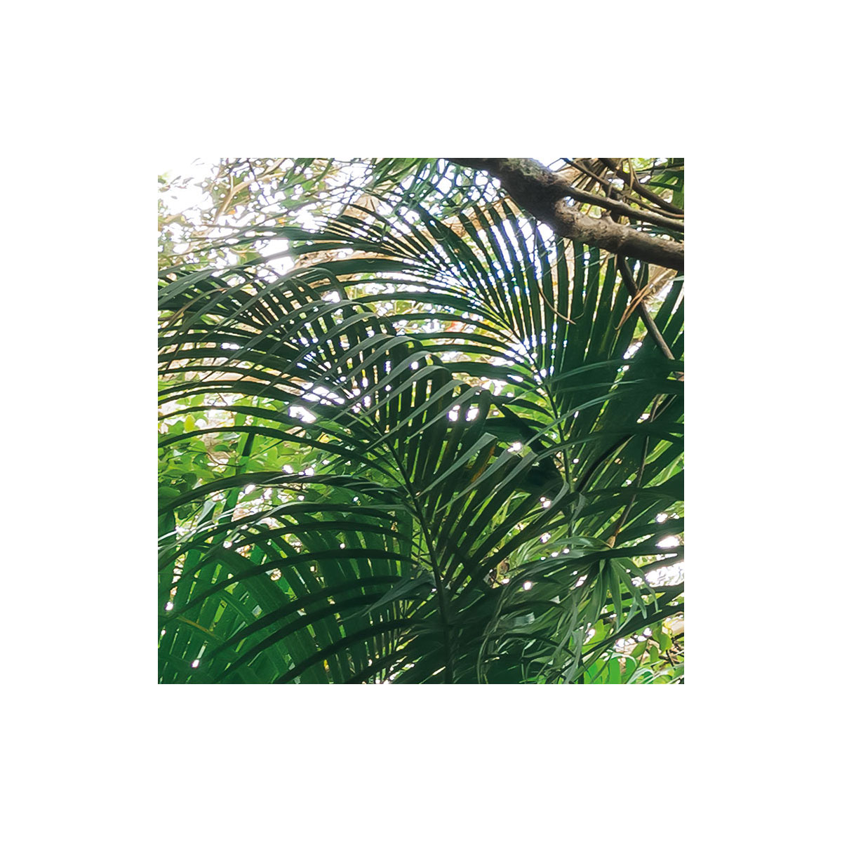 Komar  Vlies Fototapete Touch the Jungle 450x280 cm Bild 5