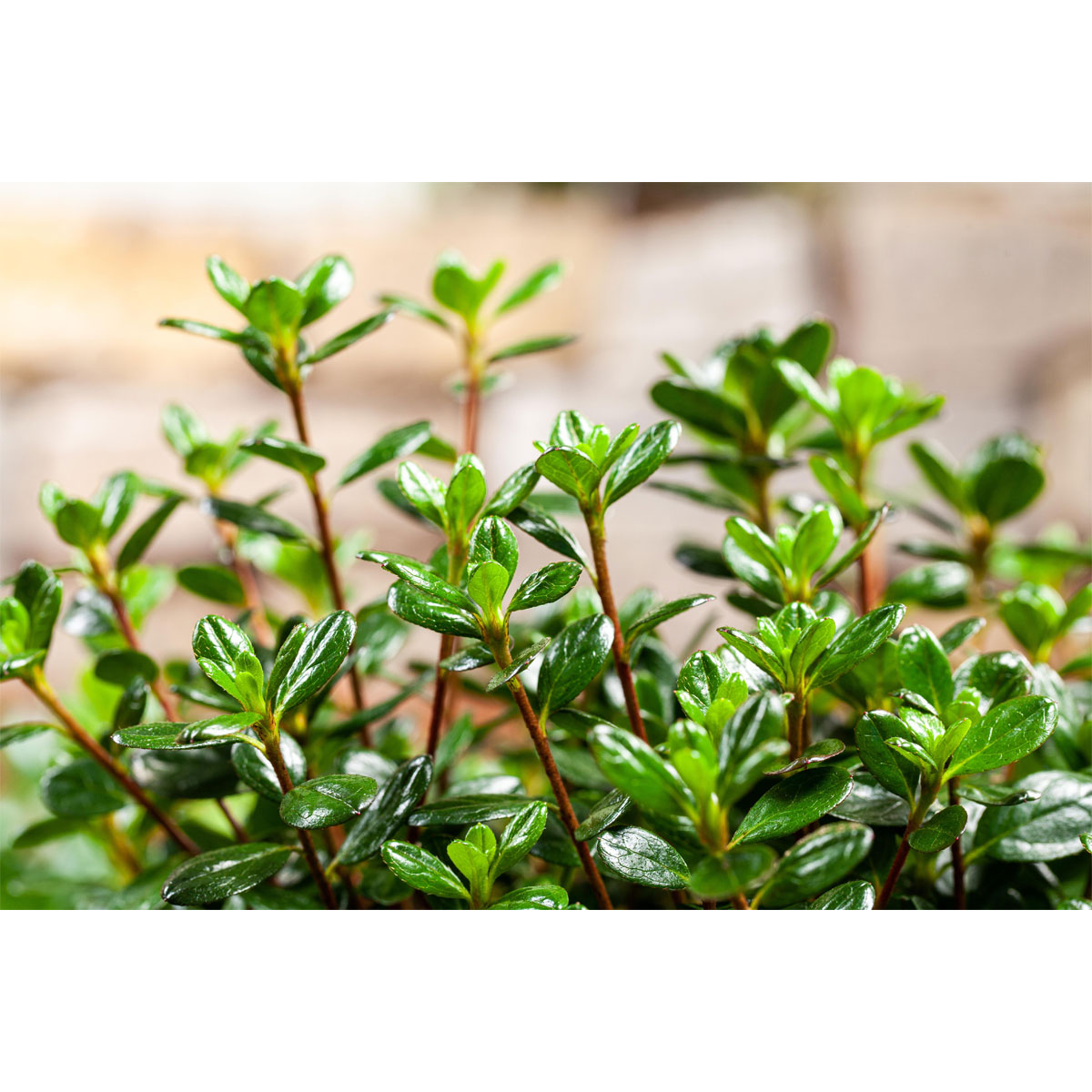 Plantiflor Japanische Azalee Anouk Topf Durchmesser 17 cm