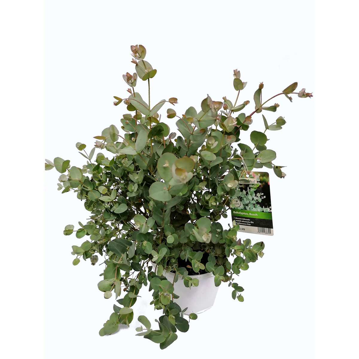 Plantiflor  Mostgummi-Eukalyptus 50 cm T17