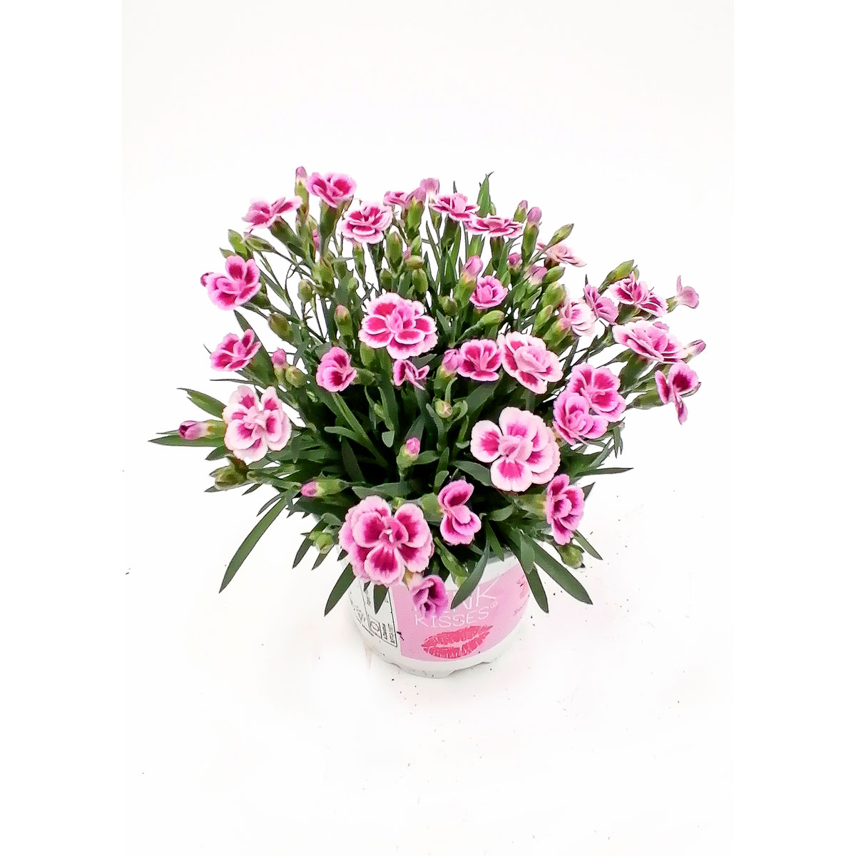 Plantiflor  Stauden-Nelke Pink Kisses T10,5