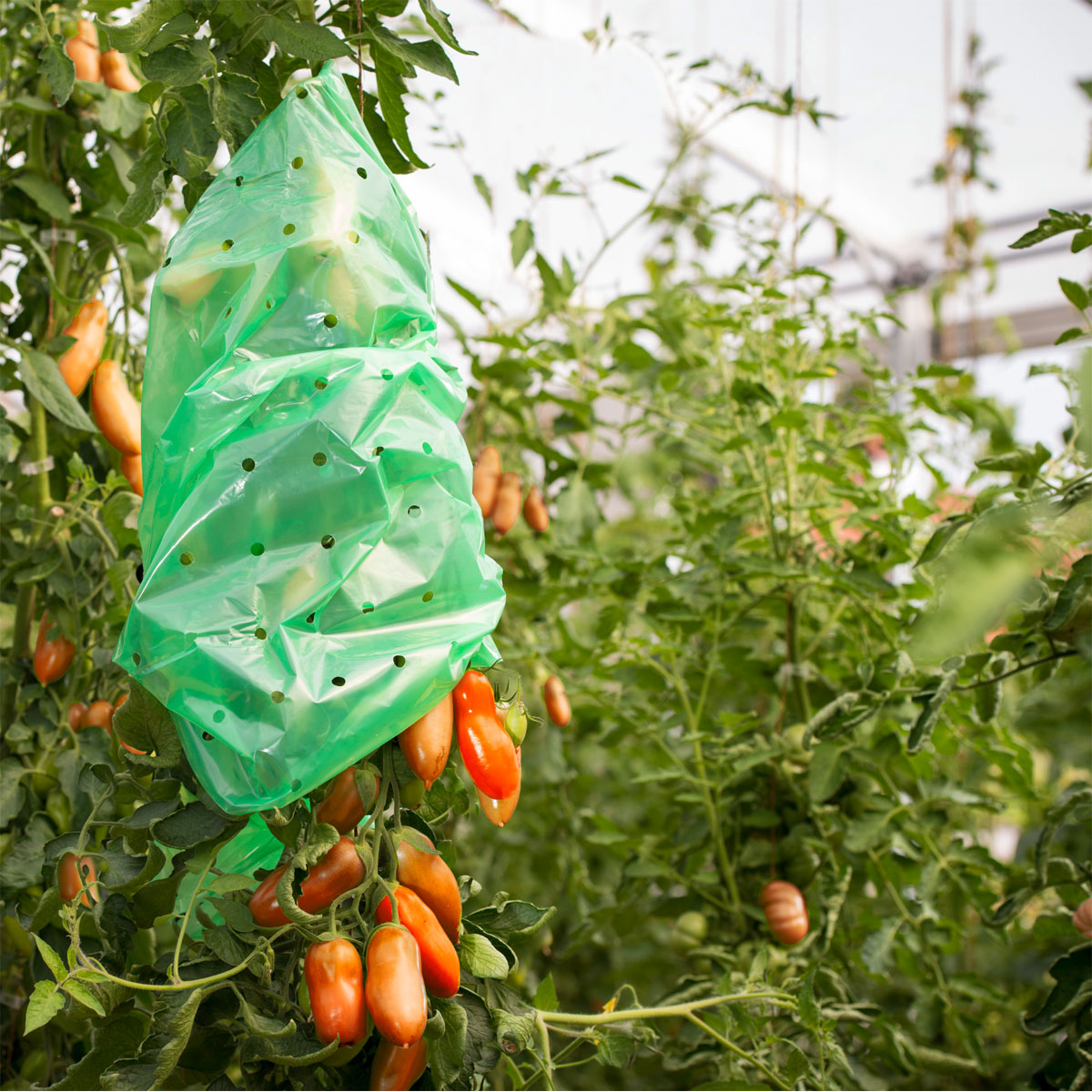 Windhager  Tomaten-Folien-Schlauch Strong 10x0,75 m Bild 2