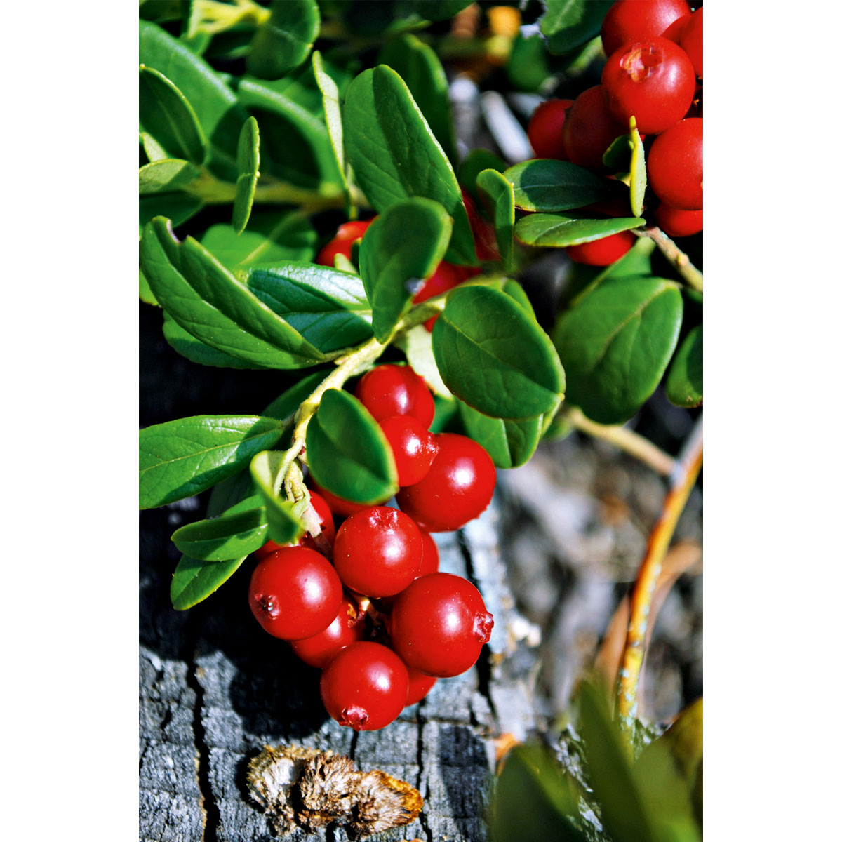 Plantiflor Großfruchtige Moosbeere Topf Durchmesser 17 cm Bild 2