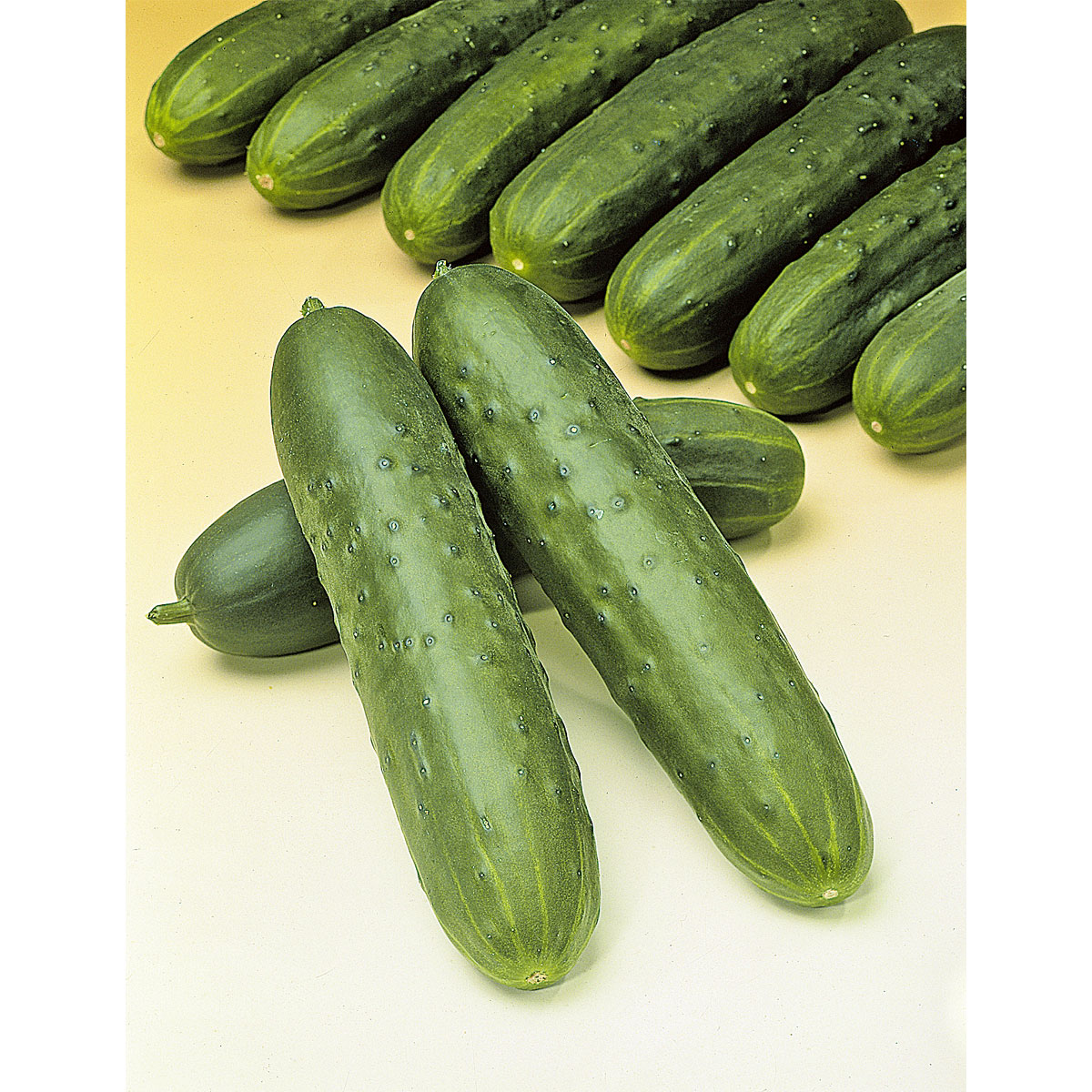 Plantiflor Meisterklasse Snackgurke Sultan Topf Durchmesser 11 cm Bild 3