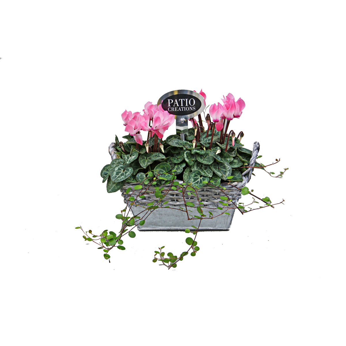 Plantiflor  Bepflanztes Zinkgefäß mit Weidenrand 19 x 12 cm