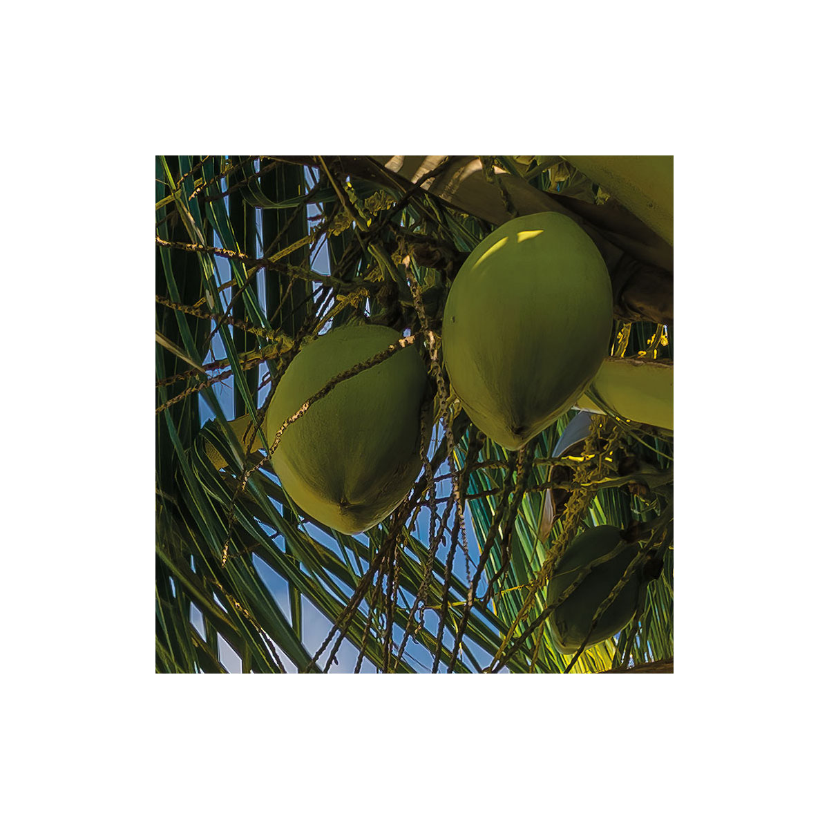 Komar  Vlies Fototapete Strandoase Südsee 450x280 cm Bild 4