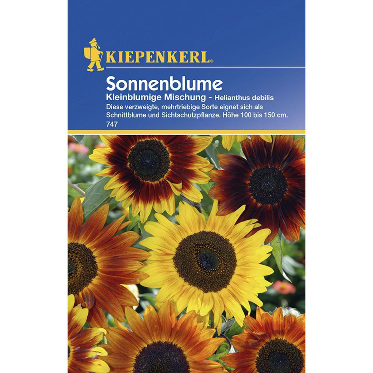Kiepenkerl Sonnenblumen Helianthus kleinblumige Bild 1