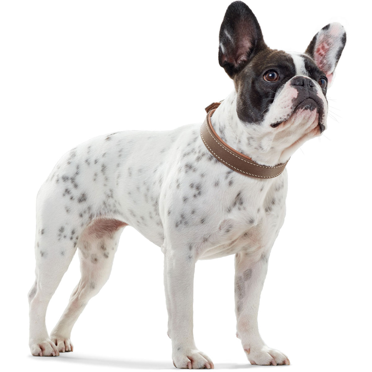 Hunter  Dog Halsband Porto tabak/cognac 33-39 cm Bild 4