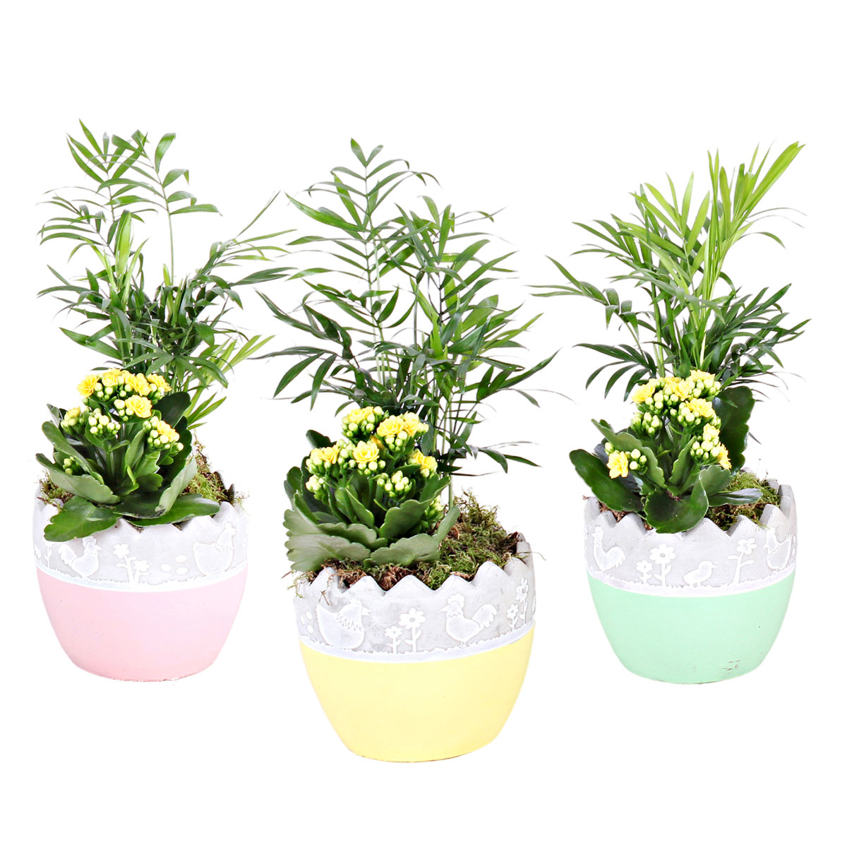 Plantiflor  Bepflanzte Gefäße mit Oster-Deko Bild 3