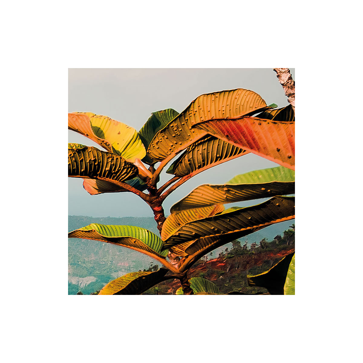 Komar  Vlies Fototapete Heavens Balcony 450x280 cm Bild 4