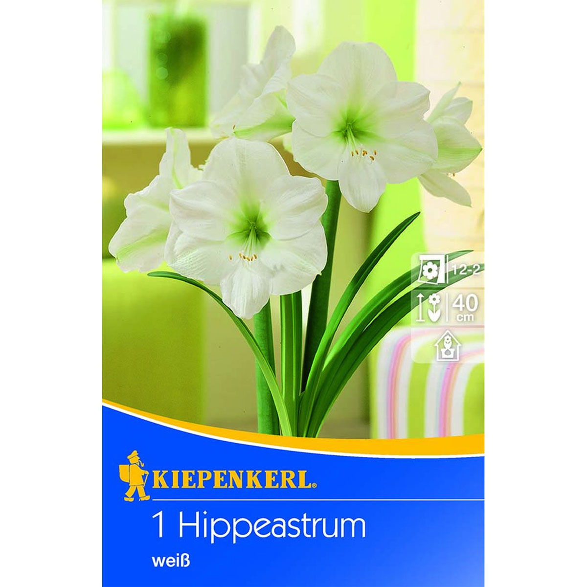 Kiepenkerl Amaryllis Hippeastrum weiß 1 Stk.