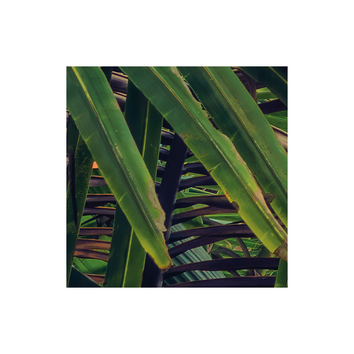 Komar  Vlies Fototapete Piratenversteck 450x280 cm Bild 4