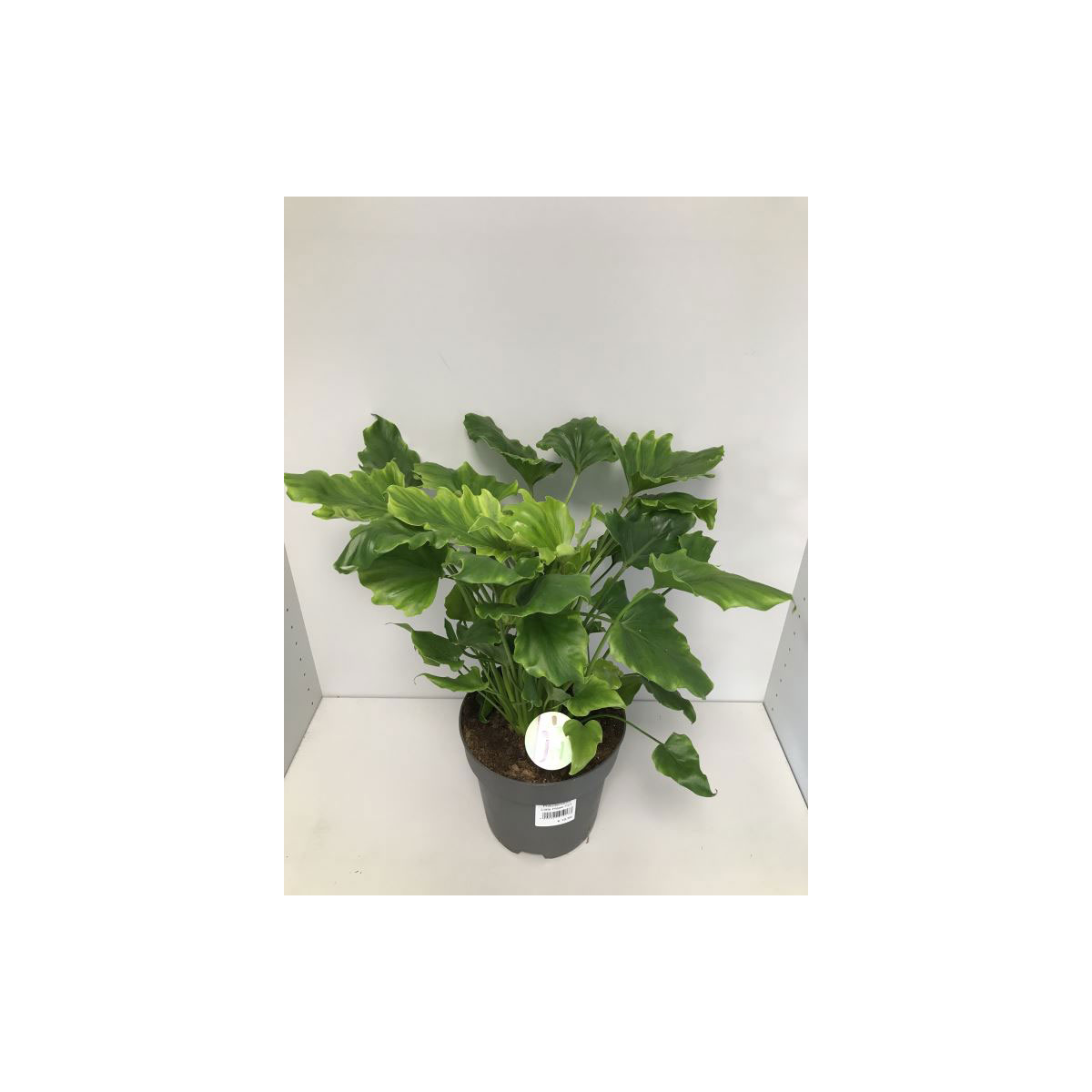 Plantiflor  Philodendron Little Hope 55-65 cm T21