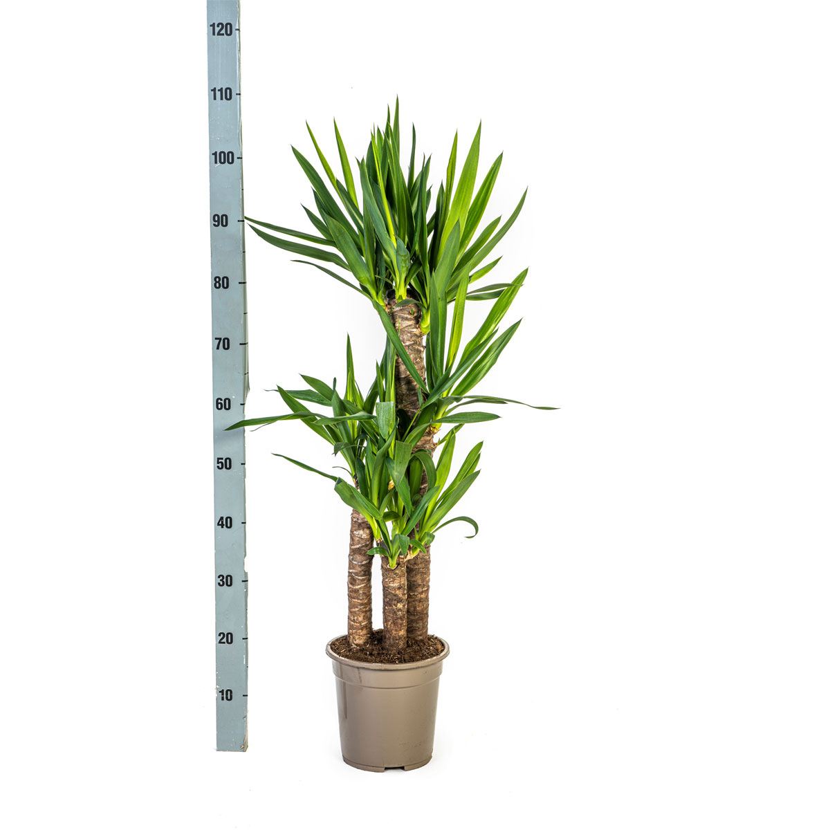 Yucca-Palme, Topf Ø 21 cm Bild 2