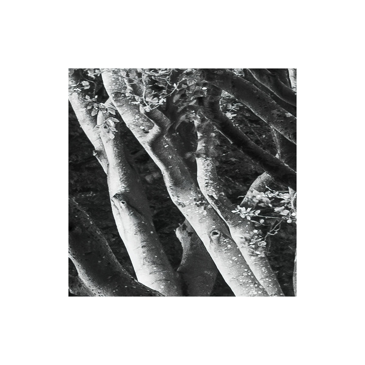 Komar  Vlies Fototapete Forevenue 250x280 cm Bild 7