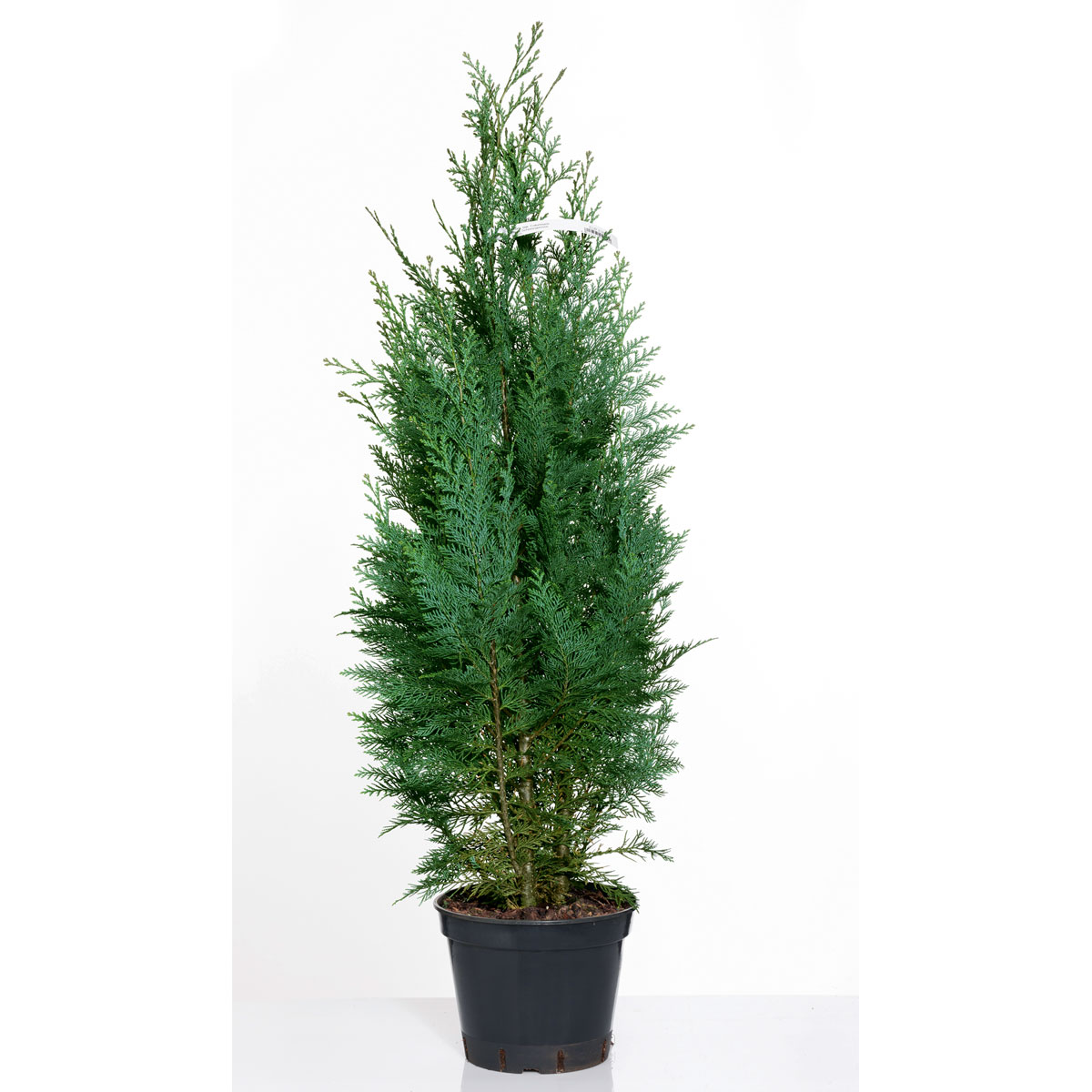 Plantiflor Blaue Scheinzypresse Columnaris Topf Durchmesser 23 cm Bild 2