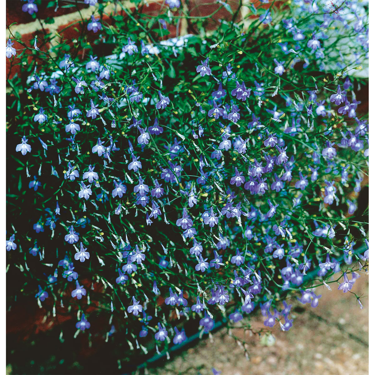 Plantiflor  Männertreu Richardii Topf 13 cm Bild 3