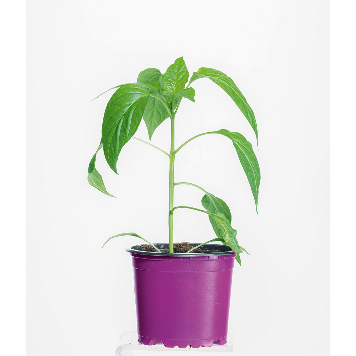 Plantiflor Gourmet Türkische Gewürzpaprika Sumher F1 rot T11 Bild 2