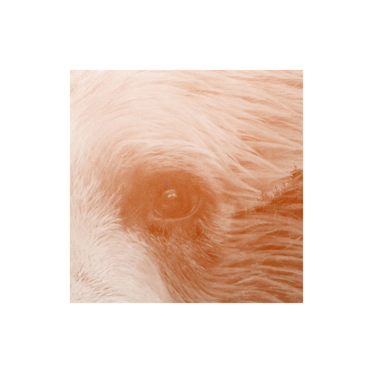 Komar  Selbstklebende Vlies Fototapete rund Bearava Durchmesser 125 cm Bild 3