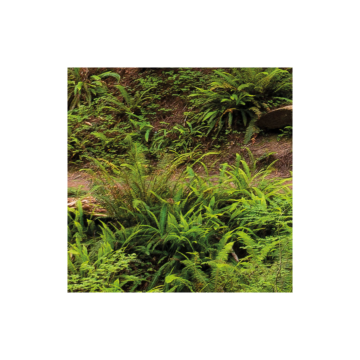 Komar  Vlies Fototapete Redwood Trail 450x280 cm Bild 5