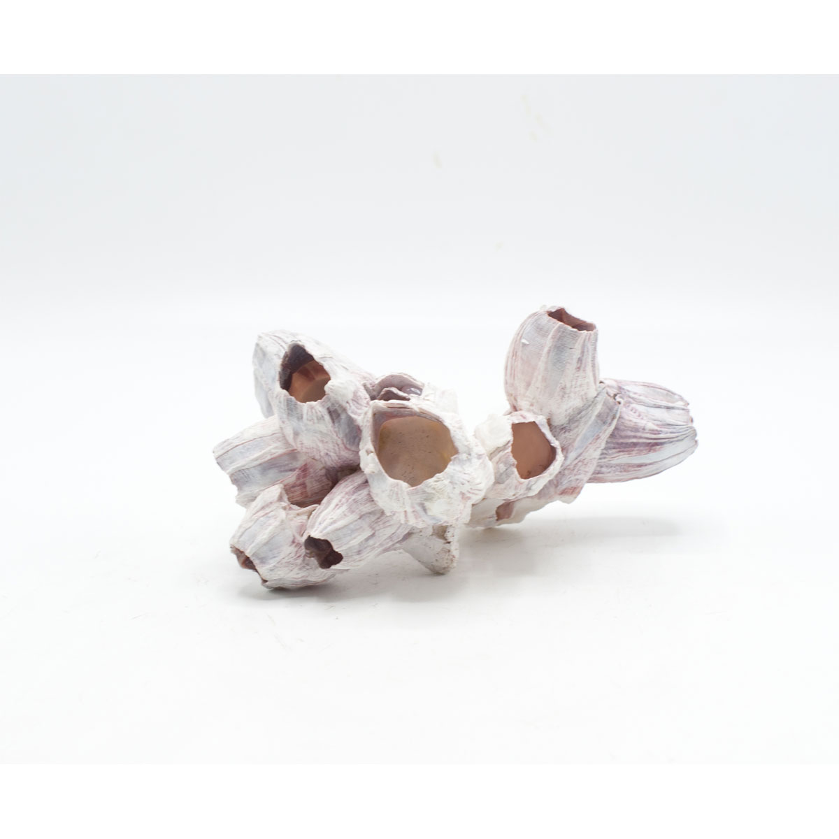 Seepocken Aqua Deko 10-15 cm