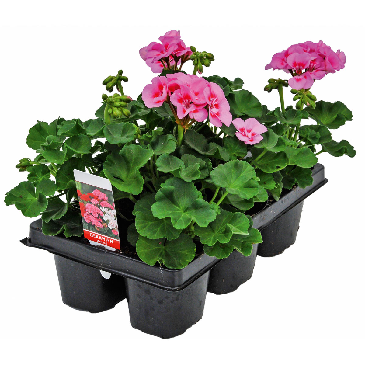 Plantiflor  Geranie hängend 6er-Pack 9 cm Topf