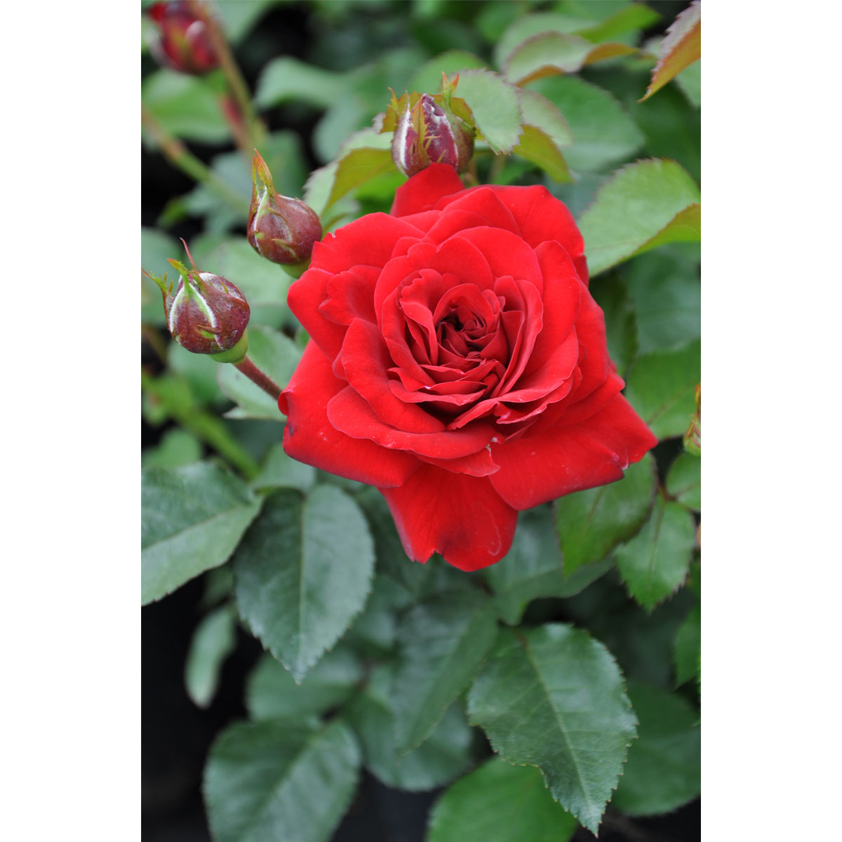 Plantiflor  Beetrose Rot Topf Durchmesser 19 cm