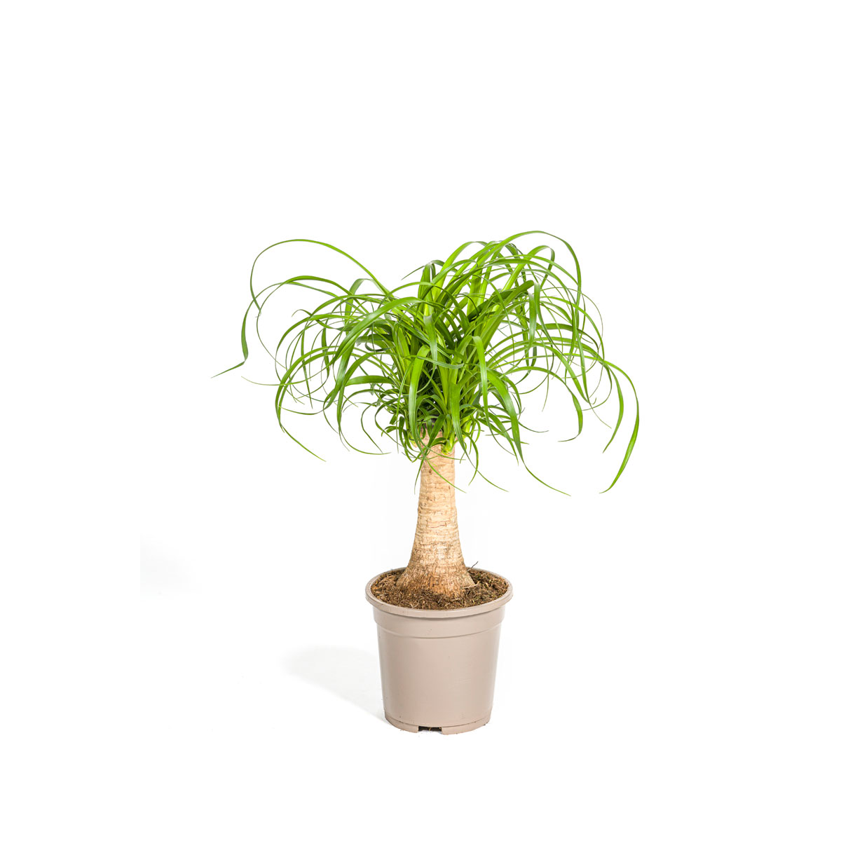 Elefantenfuß Stamm, Topf Ø 17 cm Bild 1