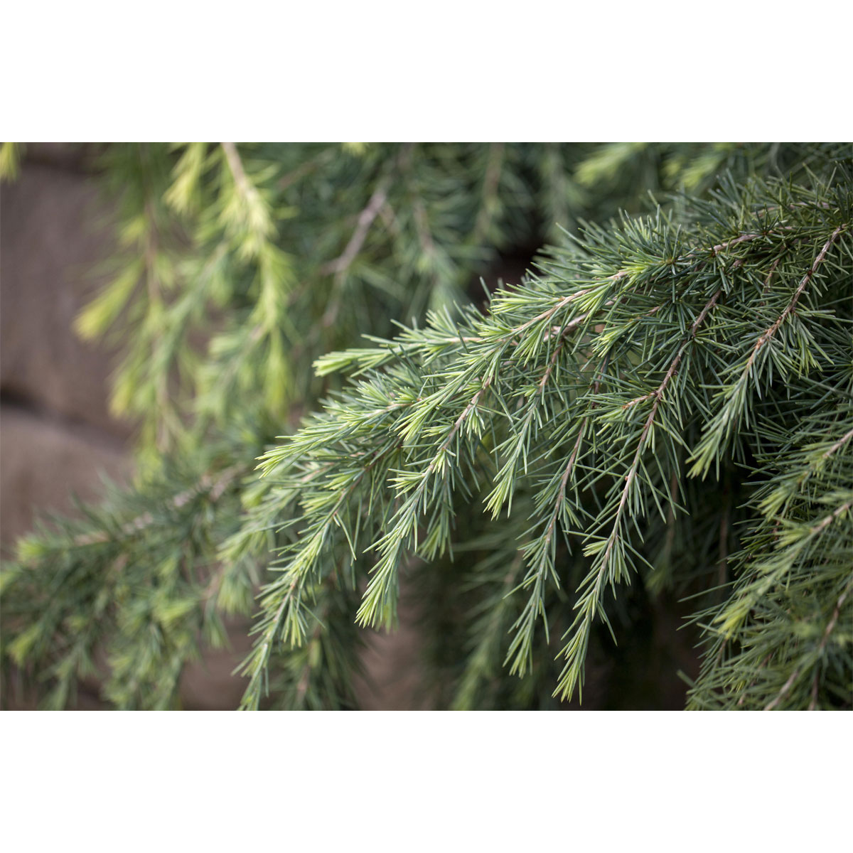 Plantiflor Himalaya-Zeder Topf Durchmesser 19 cm