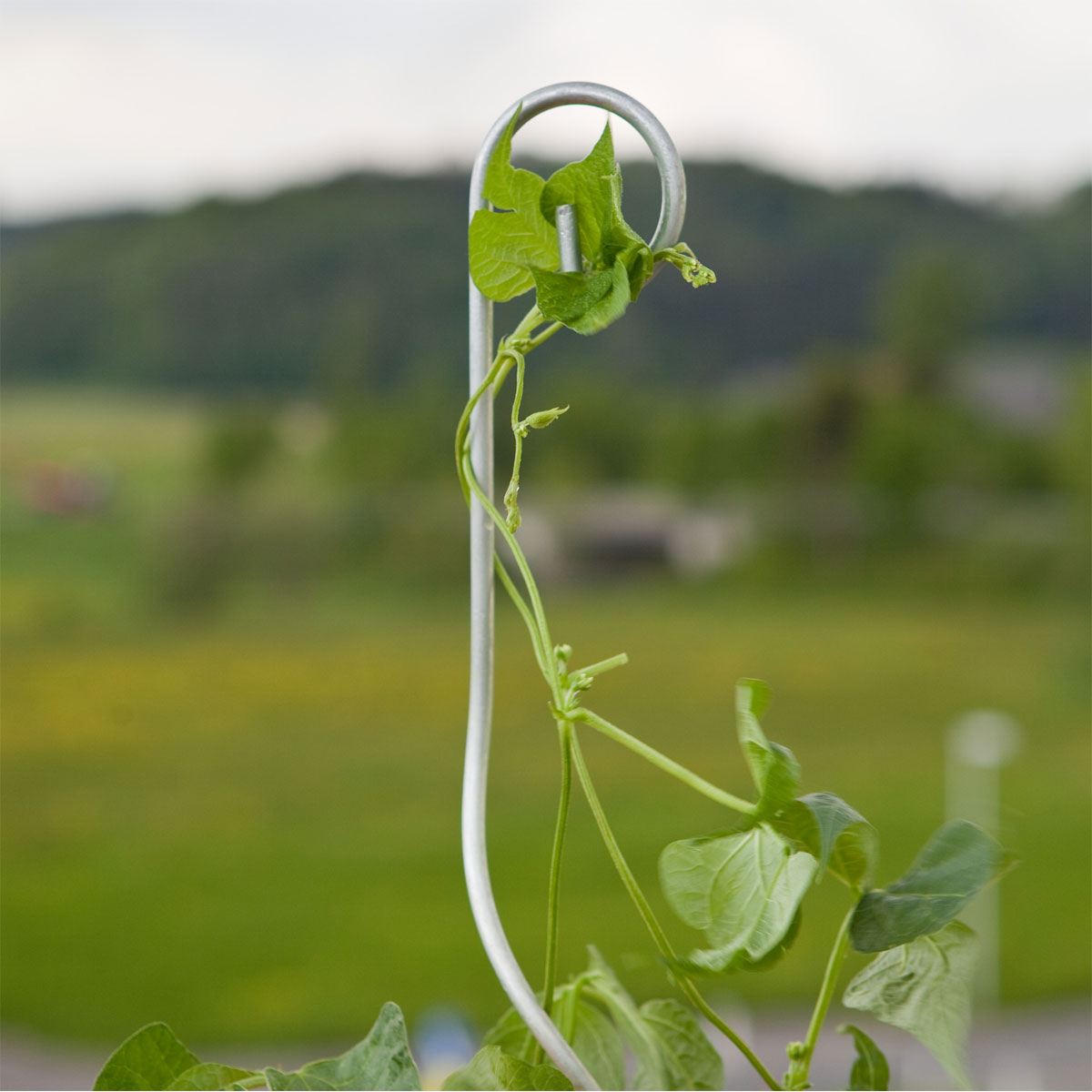 Windhager  Tomatenspiralstab mit Haken 180 cm Bild 2