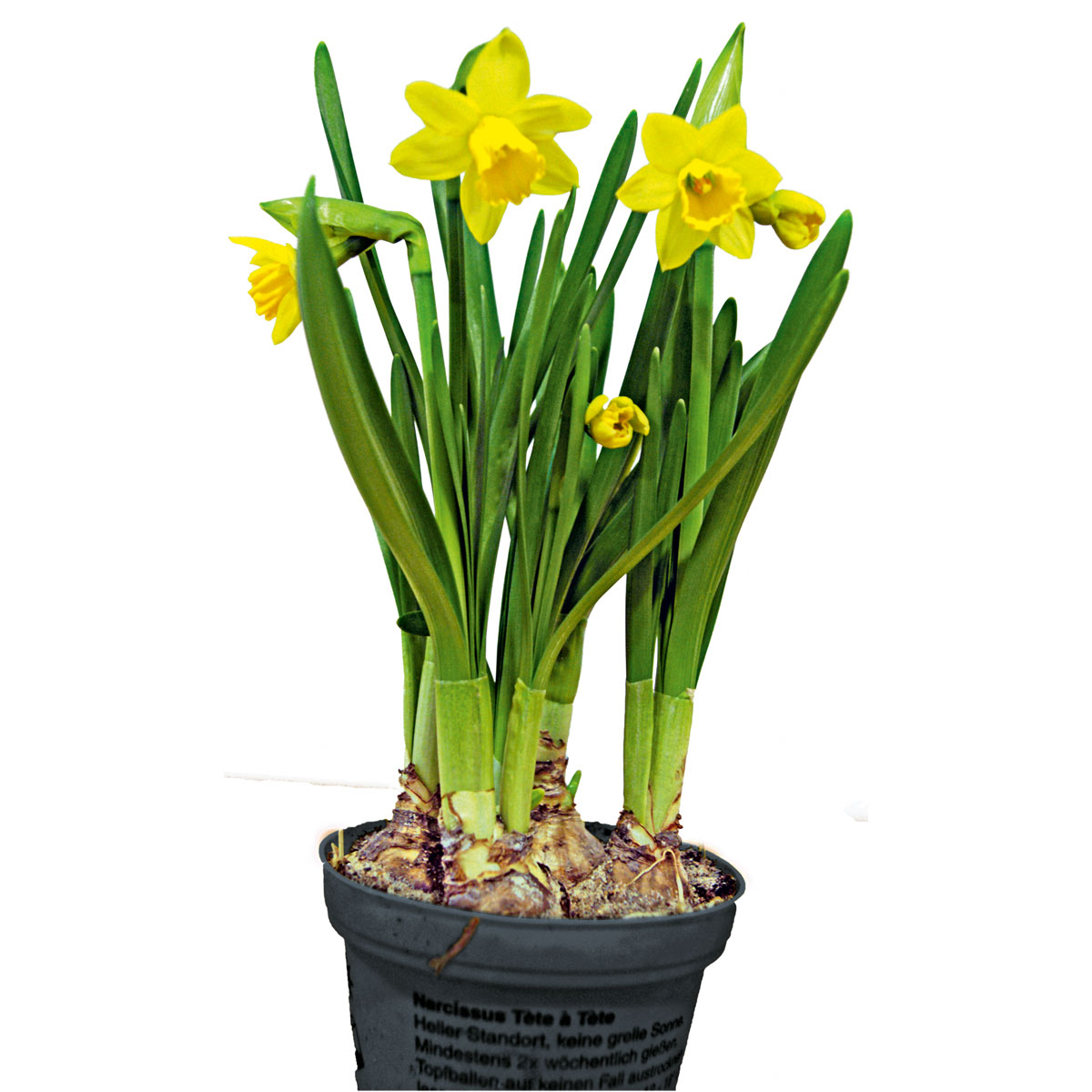 Plantiflor Narzisse Sondersorten Topf Durchmesser 13 cm