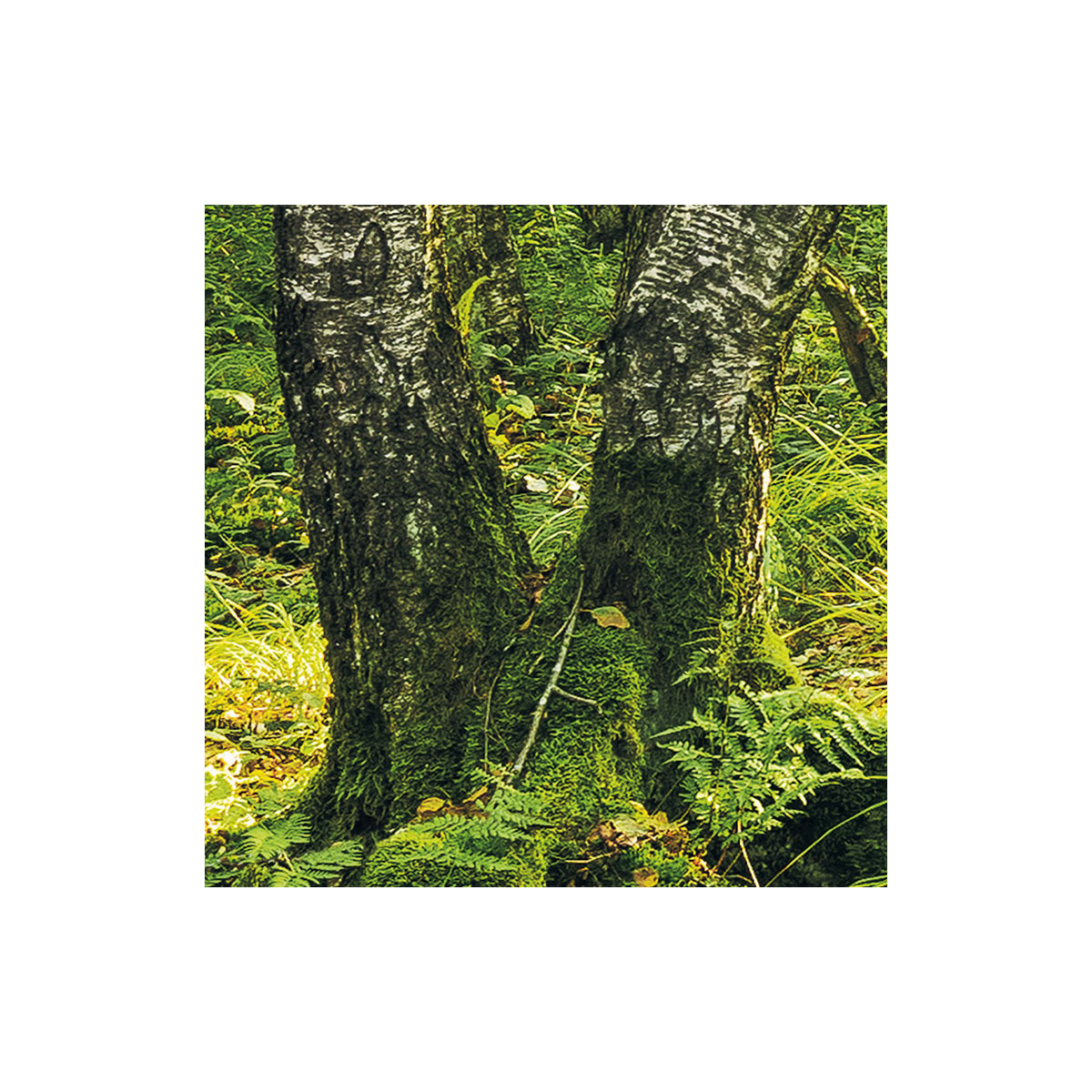 Komar  Vlies Fototapete Birch Trees 400x250 cm Bild 4