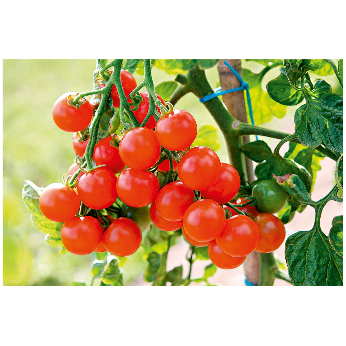 Plantiflor  Cherrytomate plastikfrei Topf Durchmesser 12 cm Bild 2