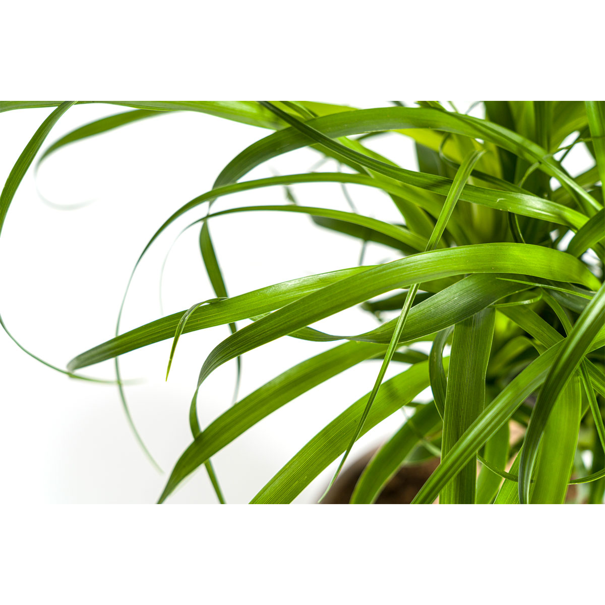 Elefantenfuß Stamm, Topf Ø 17 cm Bild 3