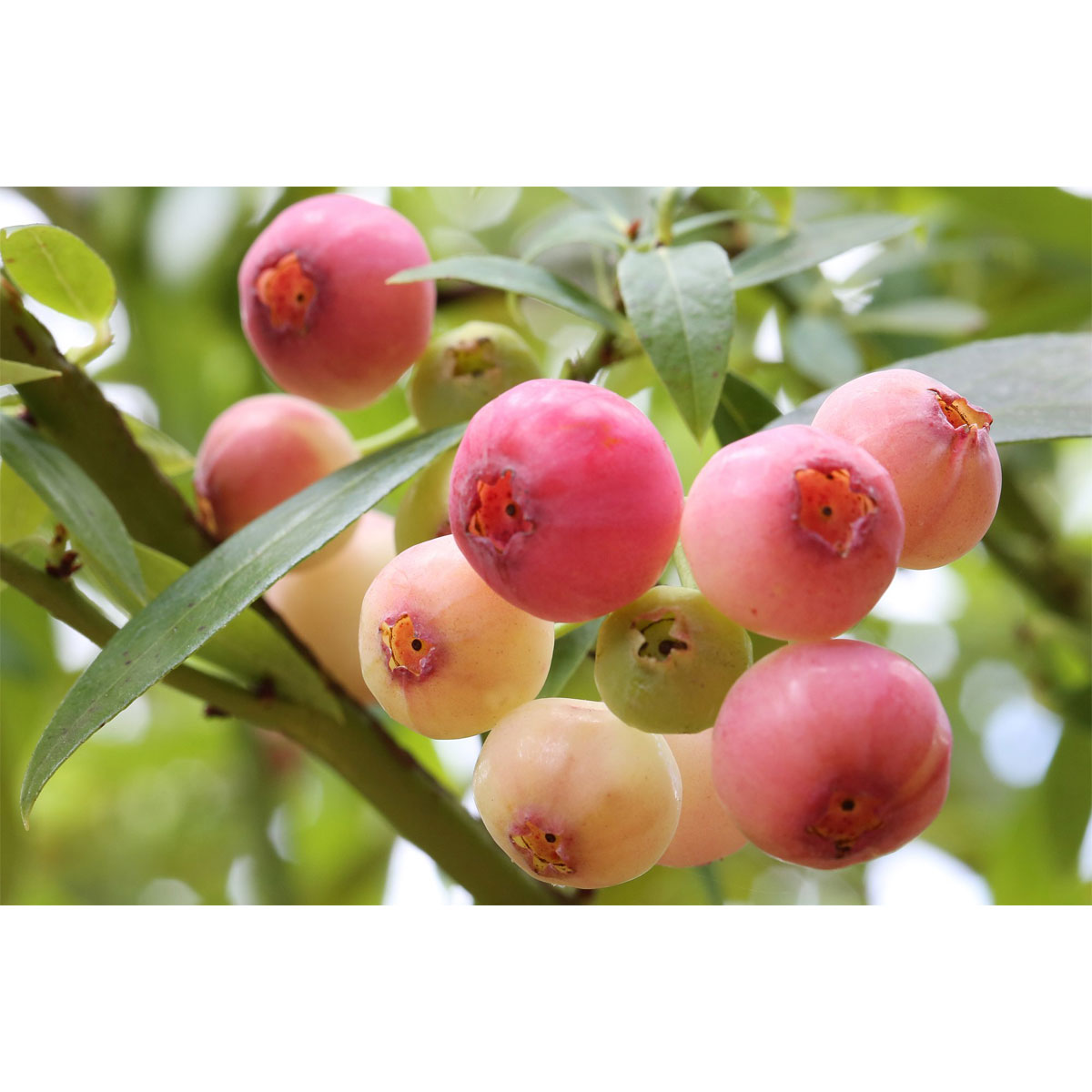 Plantiflor Heidelbeere Pink Lemonade Topf Durchmesser 17 cm