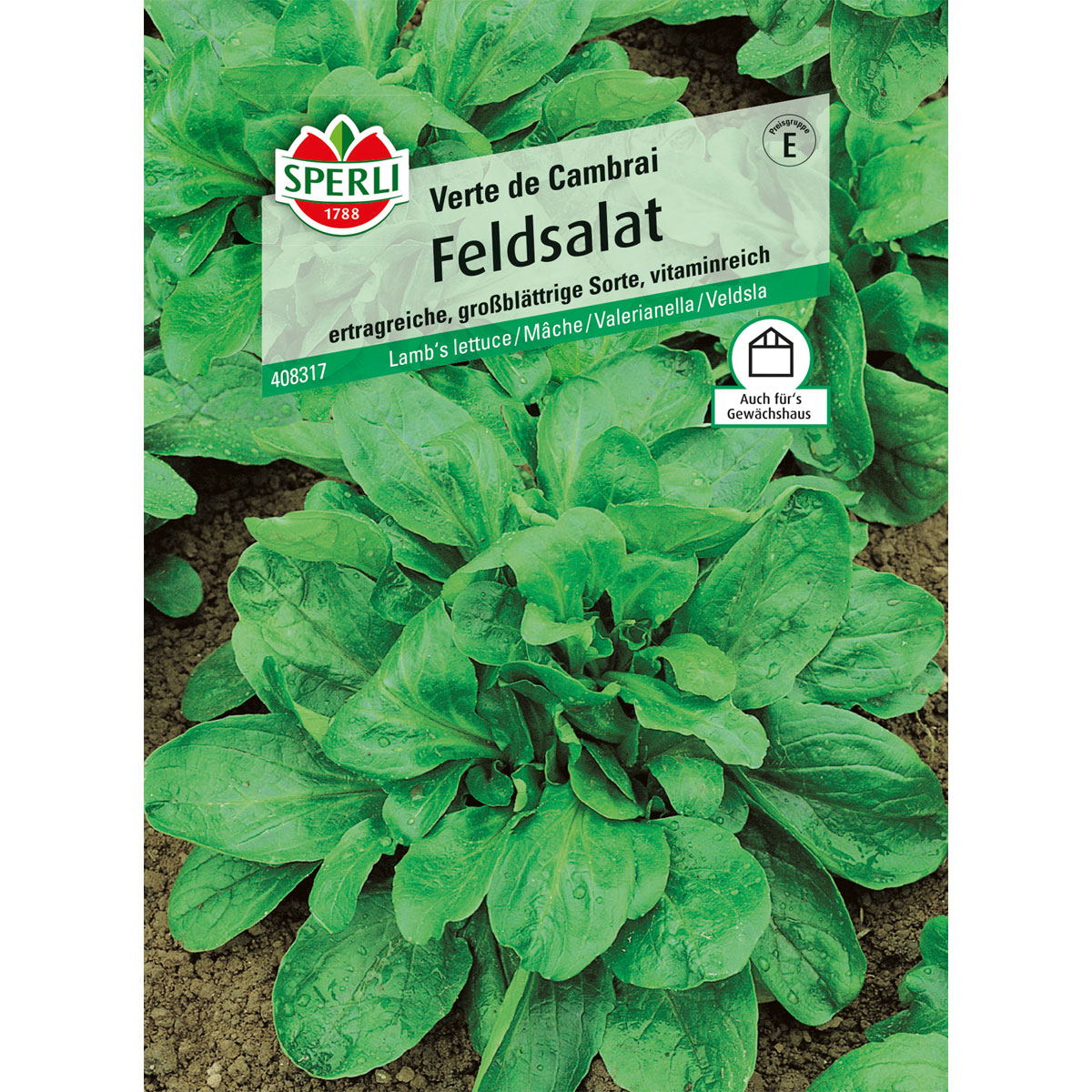 Sperli Feldsalat Verte de Cambrai Bild 1