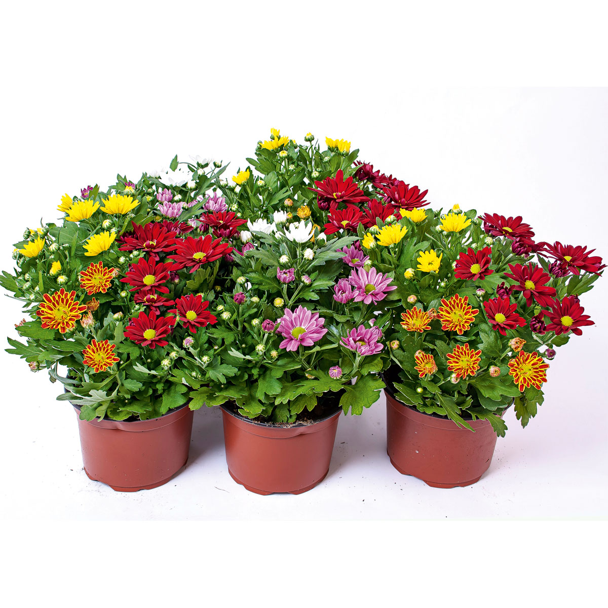Plantiflor  Chrysantheme Swifty Topf- Durchmesser 10,5 cm Bild 5