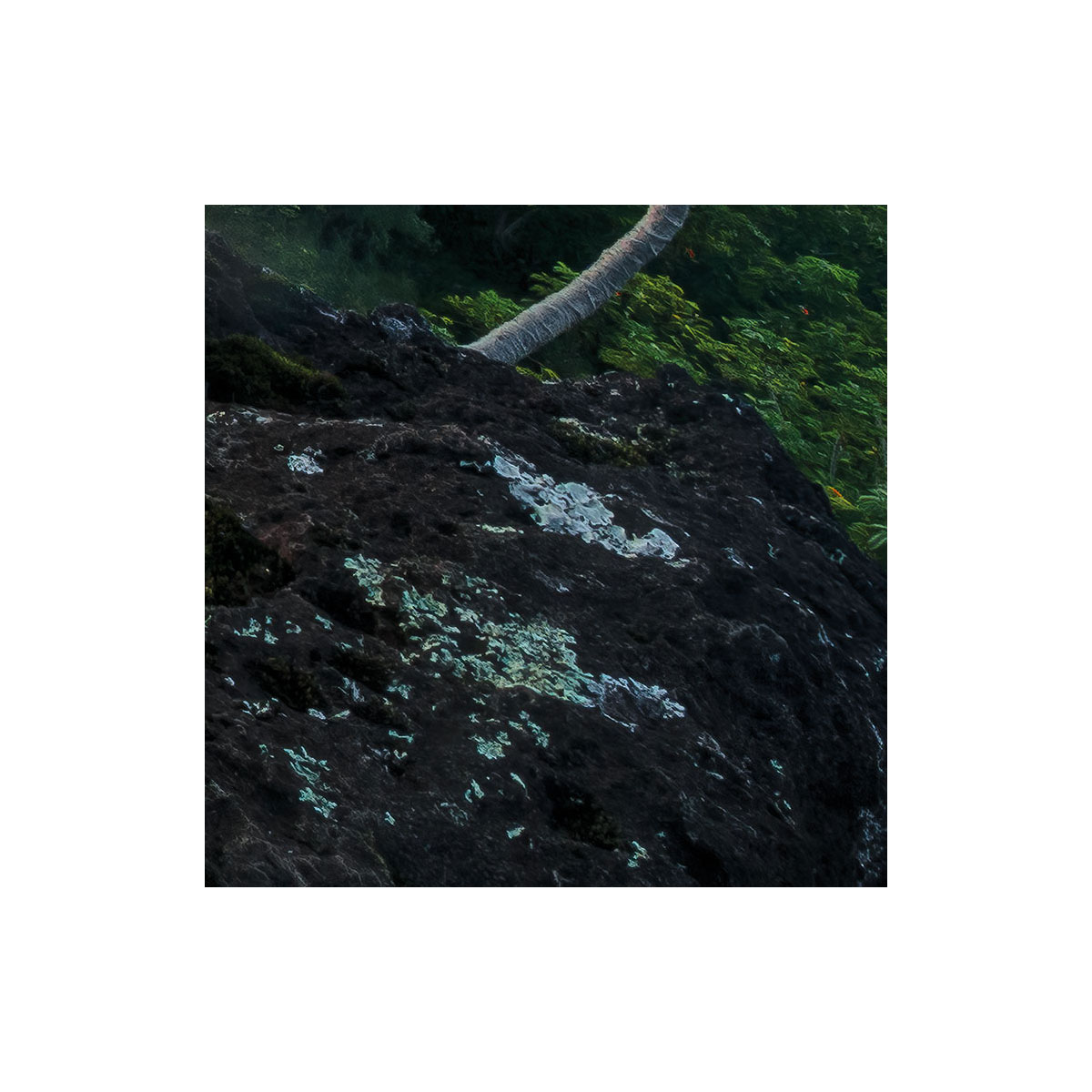 Komar  Vlies Fototapete Jurassic Island 450x280 cm Bild 9