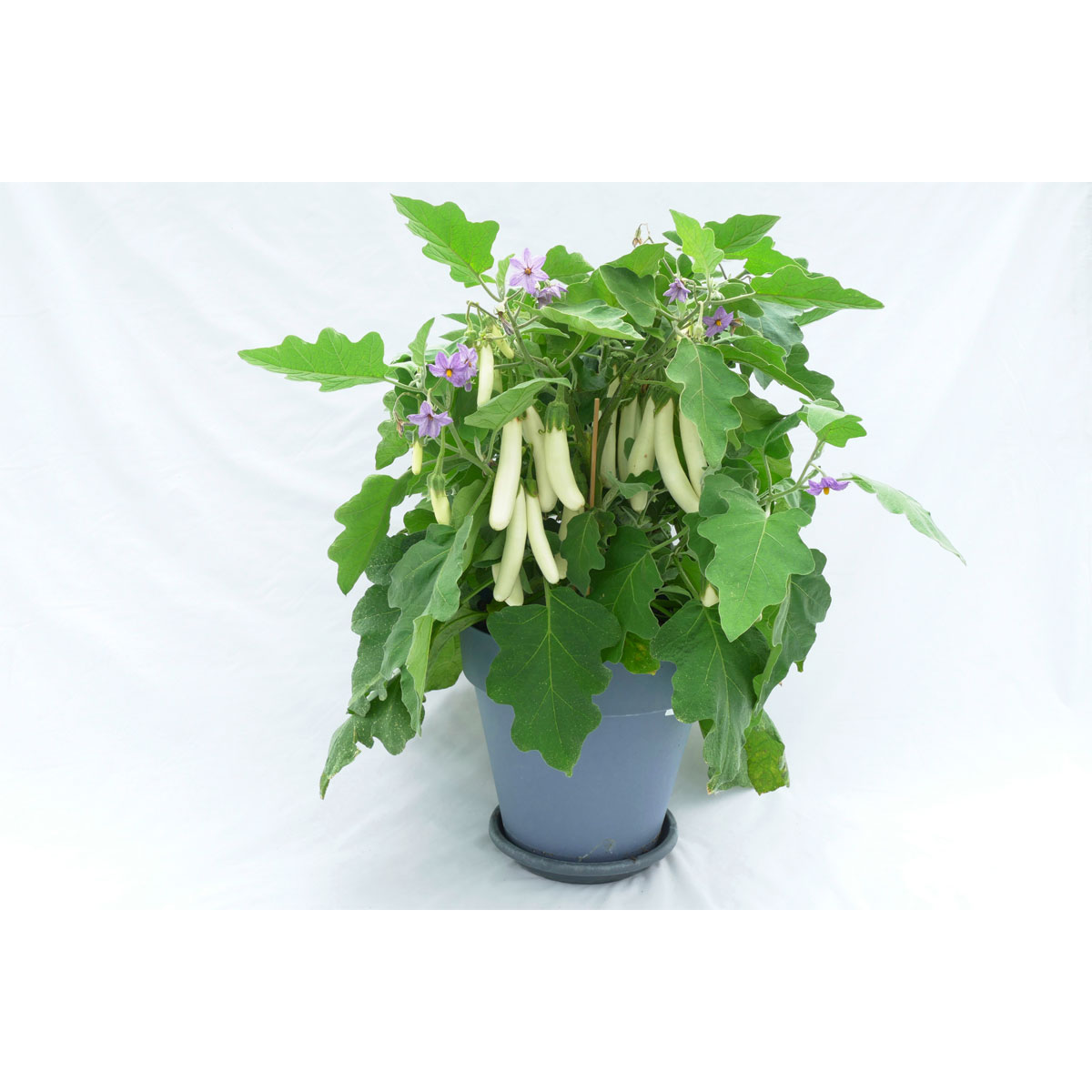 Plantiflor  Balkongemüse Topf Durchmesser 11 cm Bild 1