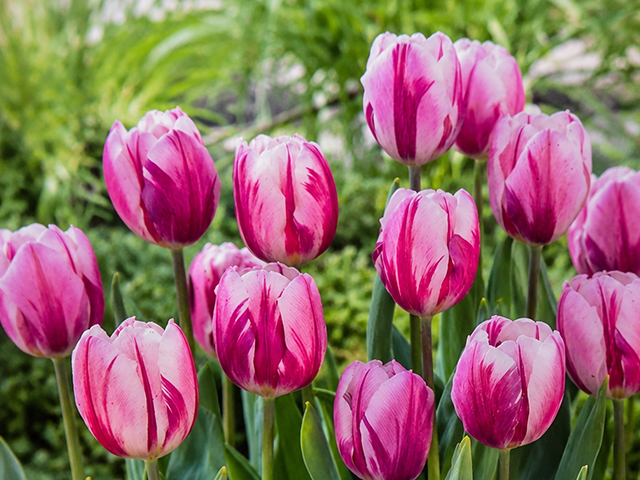 zweifarbige Blumenzwiebeln im Beet