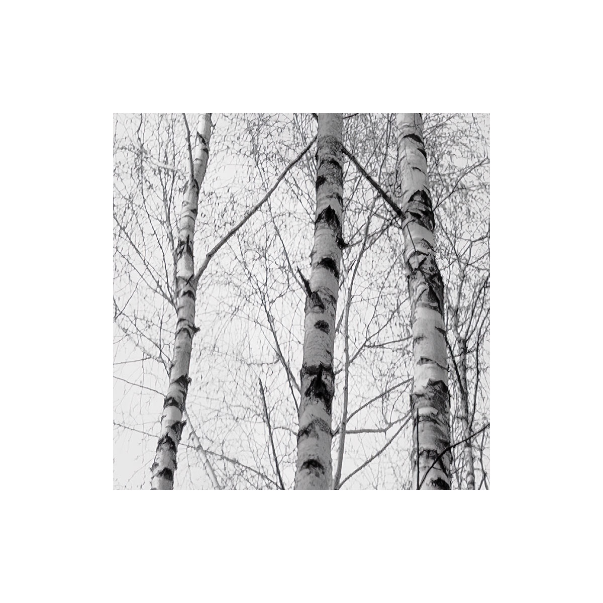 Komar  Vlies Fototapete Weiss-Blau 450x280 cm Bild 6