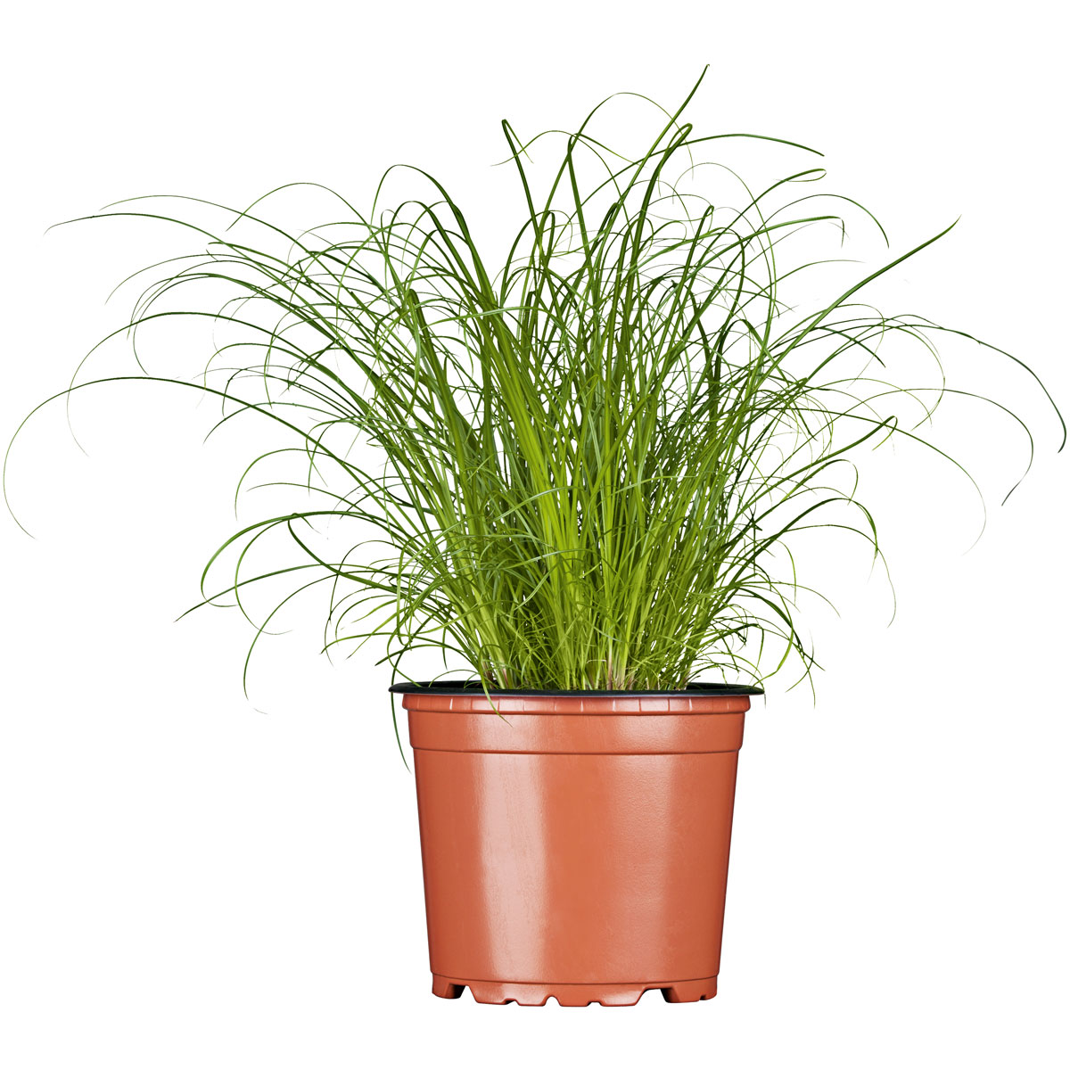 Plantiflor Katzengras Bild 1