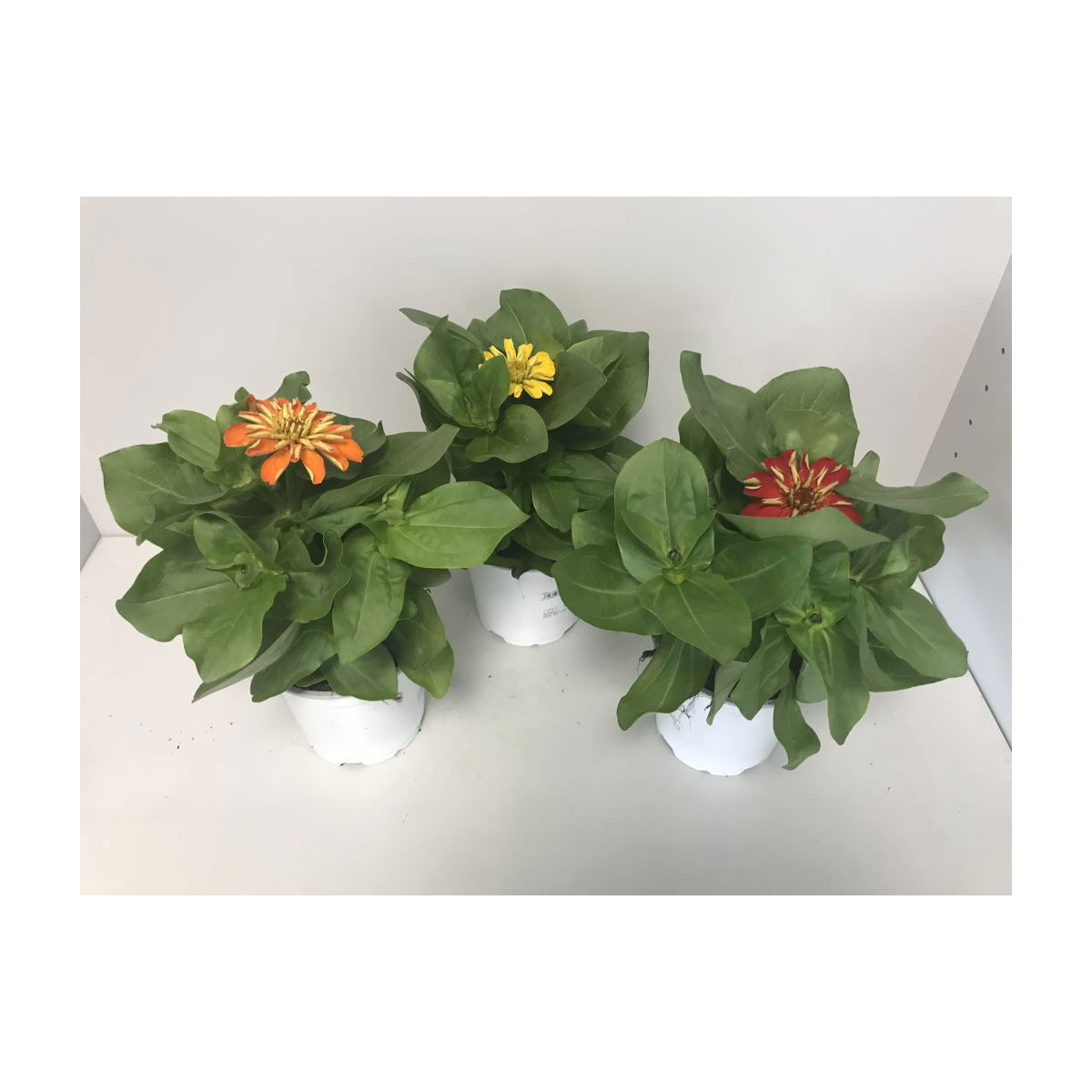 Plantiflor  Zinnie verschiedene Farben T13