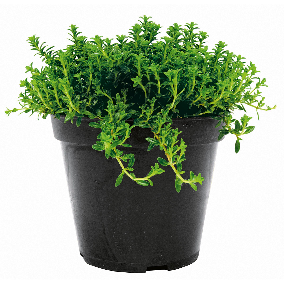 Plantiflor Bohnenkraut T14 Bild 1