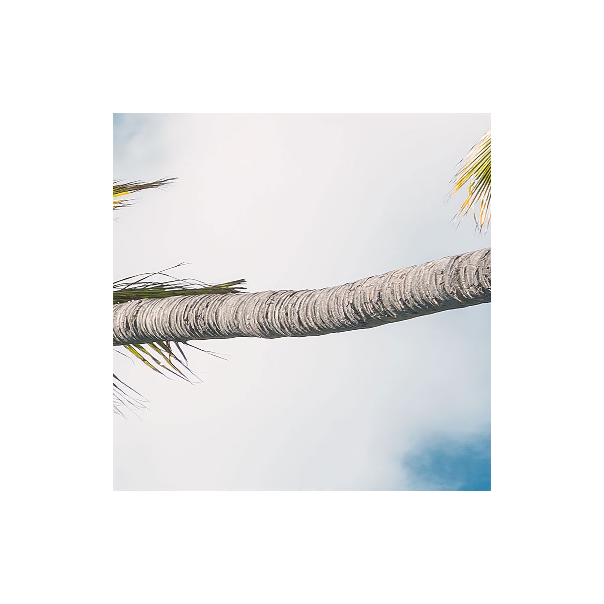 Komar  Vlies Fototapete Coconut Heaven II 450x280 cm Bild 3